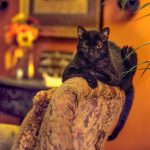 如何选择适合自己的OTC体育平台进行投注 2qj8y8ubx