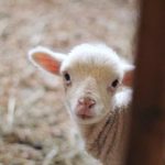 如意足球官网:全面解析最新足球赛事动态与资讯 of30v39v3r