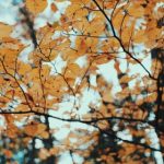 开云体育娱乐平台:如何提升您的观赛乐趣与互动体验 v23dci